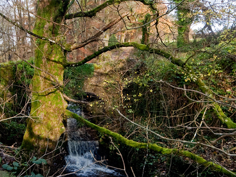 Colour view of a narrow burn. An arched stone bridge crosses the burn over a small weir or waterfall.