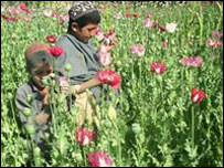 دکوکنارو نيش وهل