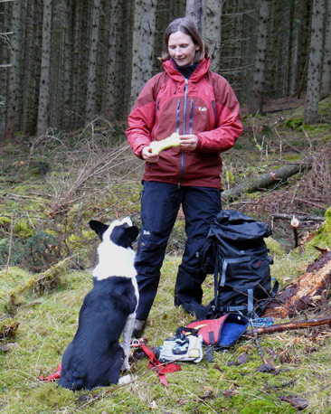 Dog sits attentively watching handler
