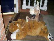 Tigger and Clive at the doorstep