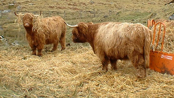 Morag Giblin sent us this photo taken in February 2009 in Glen Lyon. She tells us the farmer had just left hay for the cattle and they were digging in. Morag calls this photo 'coo with wig'.