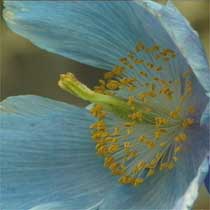 Himalayan blue poppy