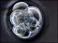 Naklonované embryo