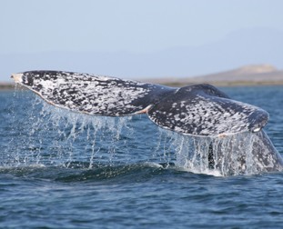 Gray Whale by Steven Swartz