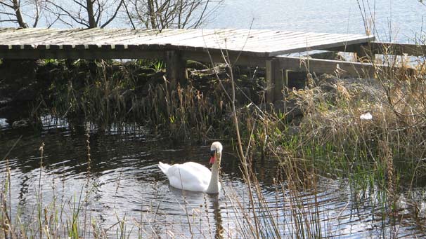 Swan, Lake of Menteith