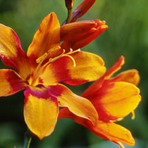 Crocosmia x crocosmiiflora 'Emily McKenzie'