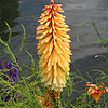Kniphofia 'Tawny King'