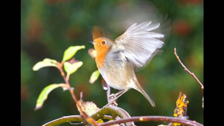 Brù-dhearg ag itealaich