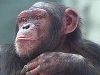 chimpanzee
