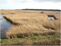 Minsmere c/o Ian Barlthorpe and RSPB