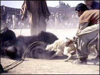 Urso sendo atacado por cão de briga no Paquistão
