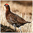 Walking activities (Image: Red Grouse c/o RSPB Images/Marshall)