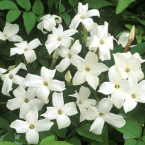 Jasminum officinale