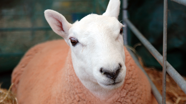 This champion was shown by T.G.O. Douglas and Co