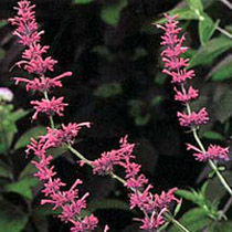 Agastache 'Tutti-frutti'