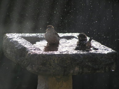 Bird Bath