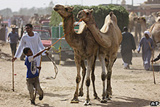 Dromedary camels in Egypt
