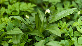 Wild garlic in Scotland