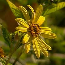 Helianthus 'Lemon Queen'