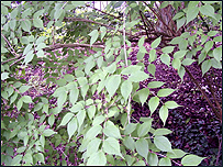 Kolkwitzia amabilis