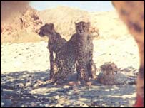 يوزپلنگ آسيايی در دره انجير (Image: I.R.Iran DOE/CACP/WCS/UNDP-GEF)