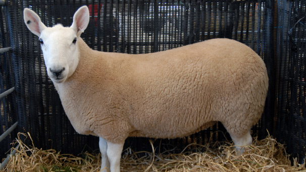 Champion of the North Country Cheviot Sheep, owned by W. & J. Thomson.