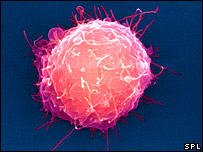 मूल कोशिका