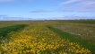 Machair, Beàrnaraigh na Hearadh