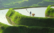 A farmer and his water buffalo ploughs in the rice terraces ©Phil Chapman