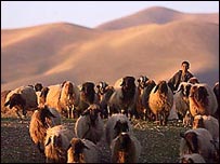 رمه گوسفندان