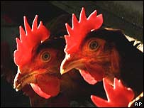 Drůbež (ilustrační foto)