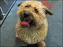 网络视频看小狗