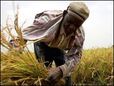 Nông dân châu Phi