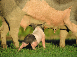 Piglets feeding