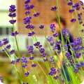 Lavandula 'Sawyers' 
