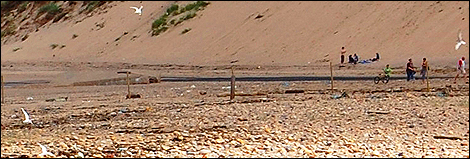 The Little Tern colony on Teesside