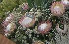 South African proteas