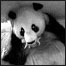 Panda bebê