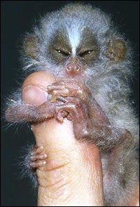 Loris Delgado (Imagem: ZSL)