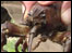 Crayfish