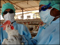 बर्ड फ्लू से बचाव की कोशिश