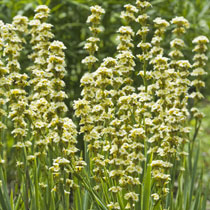 Sisyrinchium Striatum