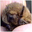 Dalby Forest (Bat)