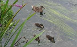 Duck with ducklings on river