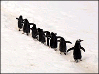 Penguenler