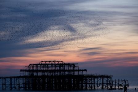 starlings5.JPG