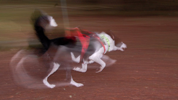 Panned shot of rescue dog at speed