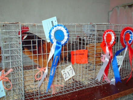 Poultry Section, Sanday Show 2007. Poultry Section, Sanday Show 2007.