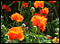 Orange flowers