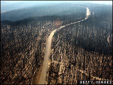 A road runs through a burned-out forest in Kinglake